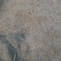 علف‌‌سبز‌جنگل‌|لوازم جانبی حیوانات|بهار, |دیوار