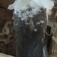 ماده دمبی|پرنده|بهبهان, |دیوار