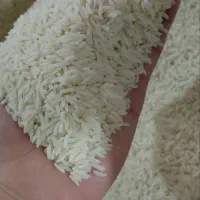برنج محلی  مستقیم از کشاورز