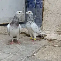 کبوتر کفتر سرور