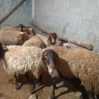 میش،یا گوسفند بره دار|حیوانات مزرعه|سنندج, |دیوار