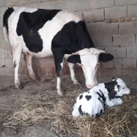 تلقیح مصنوعی گاو و دامپزشکی