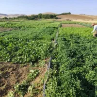سبزی ناودرون با اب چاه