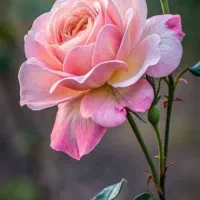 همکاری در سالن زیبایی