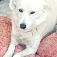 واگذاری سگ اشپیتز