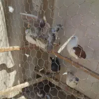 کبوتر|پرنده|قم, محمد آباد|دیوار