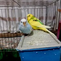 ۳ عدد مرغ عشق با قفس