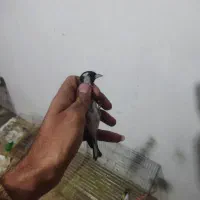 سهره طلایی|پرنده|شهرکرد, |دیوار