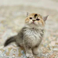 گربه بریتیش