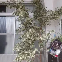 درخچه بنجامین