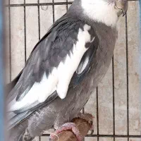 تعدادی عروس هلندی