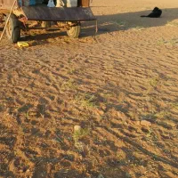 تریلی|خودرو سنگین|فرمهین, |دیوار