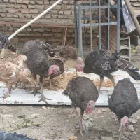 بوقلمون بوربون وبرنز
