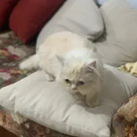 توله پرشین اصل ماده|گربه|رشت, آب و برق|دیوار