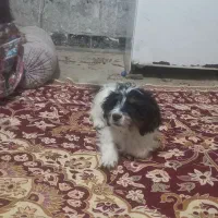 توله نر پاکوتاه|سگ|زابل, |دیوار