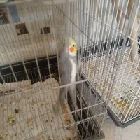 جفت مولد کارداده