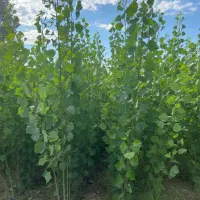 نهال صنوبر نیگرا سریع‌ترین راه برای درآمدزایی|خدمات باغبانی و درختکاری|اردبیل, |دیوار