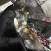 گربه بچه|گربه|گرگان, |دیوار