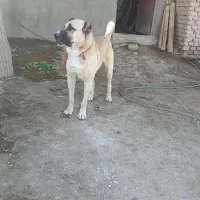 گمشده|حیوانات|اسفرورین, |دیوار