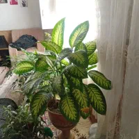 گل‌طبیعی|گل و گیاه طبیعی|نیشابور, مازول|دیوار