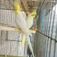 عروس هلندی|پرنده|آبپخش, |دیوار