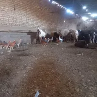 جوجه تاقچه|حیوانات مزرعه|تربت جام, میان جام|دیوار