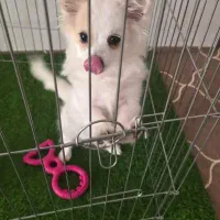 تدی|سگ|فسا, |دیوار