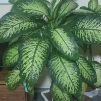 گل طبیعی دئفین باخیا|گل و گیاه طبیعی|تیکمه داش, |دیوار