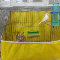 قناری فروش فوری|پرنده|اردکان, |دیوار