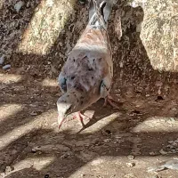 خطی مغلف|پرنده|اقبالیه, |دیوار