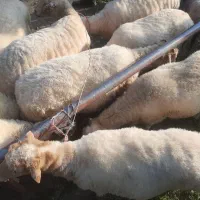 فروش گوسفندنر وماده چاق