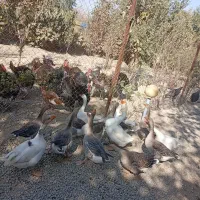 بوقلمون نر و قاز نر|حیوانات مزرعه|کهریزک, |دیوار