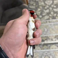 یه جفت سهره سفید|پرنده|کوهدشت, |دیوار