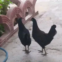 مرغ محلی  معامله با کبوترخورموج|پرنده|خورموج, |دیوار