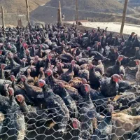 فروش بوقلمون