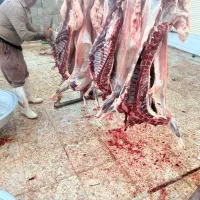 گوشت کهره و بره  کیلویی 680