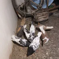 کفتر|پرنده|مشهد, چاهشک|دیوار