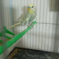 یک جفت مرغ عشق رینبو