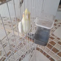 گمشده عروس هلندی