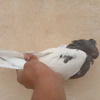 کله ای قهوه ای نر|پرنده|باغ بهادران, |دیوار