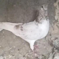 کفتر نر