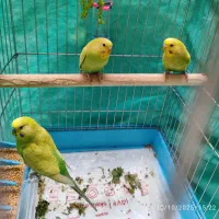 مرغ عشق رنگین‌کمانی  سه تا