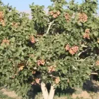 فروشی