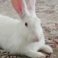 خرگوش