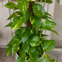 گل گیاه|خدمات باغبانی و درختکاری|نیشابور, پنجراه|دیوار