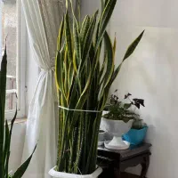 گل سانسوریا|گل و گیاه طبیعی|بانه, |دیوار