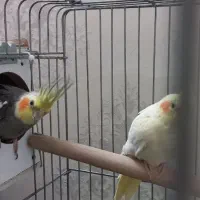 عروس هلندی|پرنده|وحیدیه, |دیوار