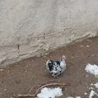 مرغ وخروس پاپرسلطان تزیینی