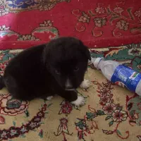 سگ پاکوتاه ۴ عددفروشی|سگ|تاکستان, |دیوار