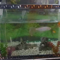فروش اکفاریوم